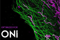 
德国Massive Photonics推出多款DNA-PAINT各系试剂盒

