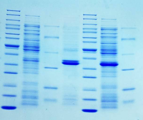 考马斯亮蓝染色服务_技术服务_报价/价格_生物器材网