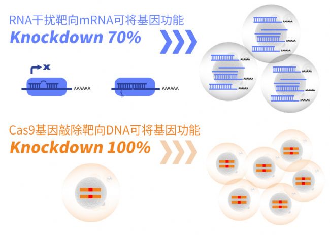 CRISPR-Cas9技術(shù)