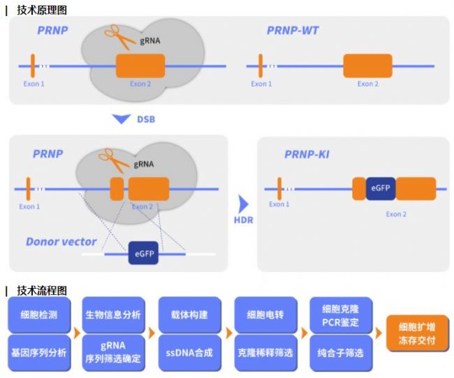 CRISPR-Cas9