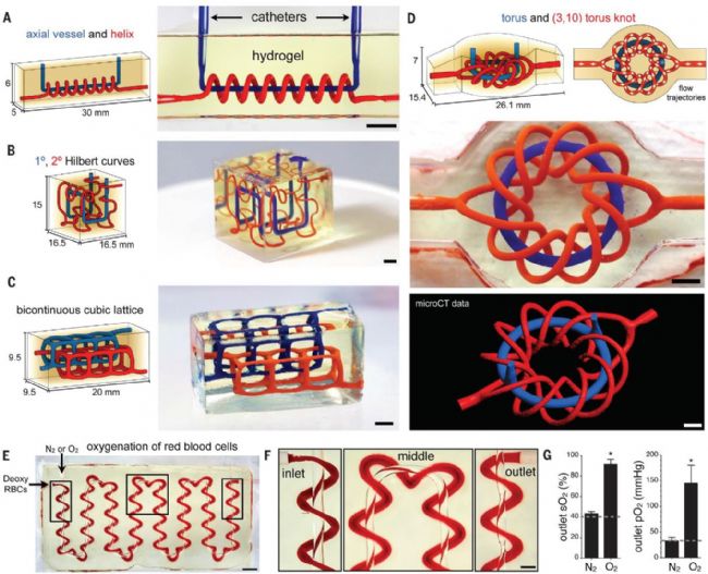突破组织工程的新技术之3D打印多血管网络和功能构建的介绍_生物器材网